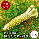 【ふるさと納税】伊豆の生わさび 1本