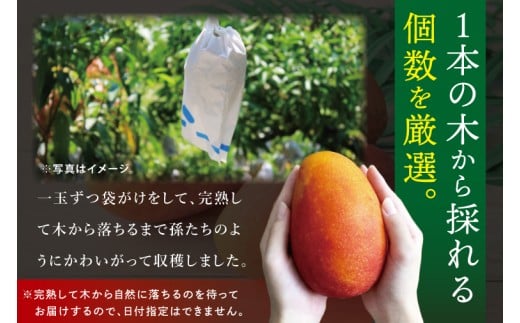 【2027年7月より順次発送】豊見城産マンゴー『殿内之宝(どぅんちのたから)』約2kg(ご家庭用)｜マンゴー フルーツ 果物 くだもの 先行予約 完熟マンゴー 沖縄フルーツ 家庭用 おきなわ 沖縄 沖