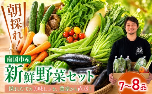 朝採れ新鮮！ 野菜セット(7～8品) | 野菜 セット 新鮮 やさい 人気 旬 季節の野菜 おすすめ キャベツ きゅうり 里芋 大根 トマト 家庭用 詰め合わせ 森尾商店 5000円 5千円 高知県 南国市