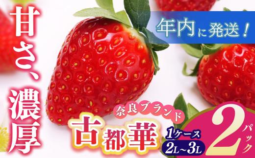 【 年内発送 】 数量限定 ‼  平群のいちご 「 古都華 」 2L ～ 3L サイズ (2パック 1ケース) 計 2パック | フルーツ 果物 くだもの ブランド いちご 苺 古都華 ことか 甘い 大人気 満足 希少 希少品種 ストロベリー 美味しい 品種 特徴 糖度 ルビー色  12月発送 旬 送料無料 濃厚 香り 果汁 味わい深い お取り寄せ 産地直送 辻本農園 名産地 奈良県 平群 町
