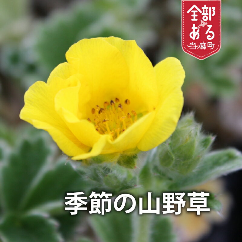 【ふるさと納税】山野草おまかせ5品種セット 季節の植物 花 高山植物 宿根草 ガーデニング 浦谷植物園 当麻町 北海道 送料無料