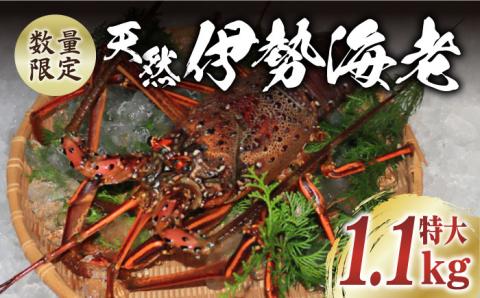 【限定数量】【五島列島の海の恵み】 特大 天然 活き 伊勢海老 1尾 1.1kg 魚介類 鮮魚 【有川町漁業協同組合】 [RBH001]