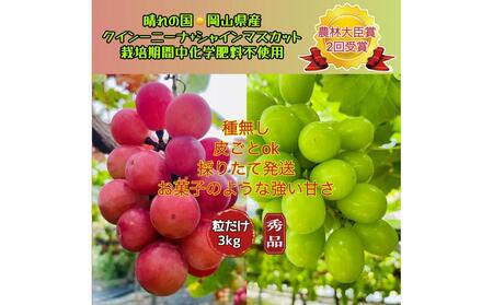 ぶどう 2026年  クイーンニーナ シャインマスカット 秀品 粒だけ 約3kg 農林大臣賞受賞  家庭用 ギフト 贈答用 贈り物 岡山 果物 フルーツ  採りたて発送 農家直送 数量限定 新鮮 