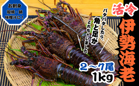 活冷伊勢えび 2～7尾（1.0kg）バタバタしたら角と足がとれちゃいました【CC21】