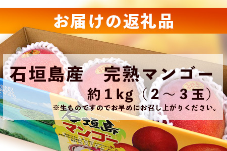 【先行予約】石垣島産 マンゴー 約1kg(2～3玉) 《6月中旬頃より順次発送》【 産地直送 沖縄 石垣 フルーツ マンゴー 】TP-1