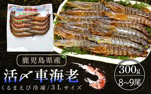 活き〆冷凍車海老　300g（3Lサイズ）9尾入り【エビ えび 海老 車海老 くるまえび クルマエビ 冷凍 活き 新鮮 急速冷凍 海産物 天ぷら 塩焼 バーベキュー 国産 ギフト 真空パック 真空 養殖 九州産 鹿児島県 種子島 中種子町 ふるさと納税 送料無料 BF003】