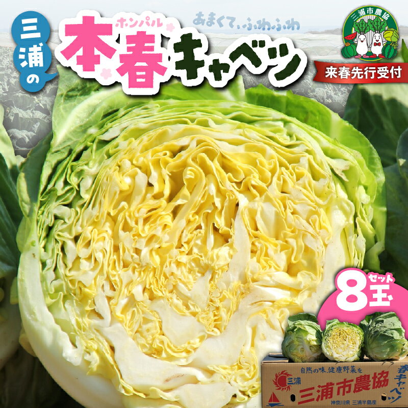 【ふるさと納税】【先行予約】 甘ーくてふわふわ柔らかな三浦の本春（ホンパル） キャベツ 8玉 セット 春 春キャベツ 本春 旬 ふわふわ 野菜 ベジタブル おいしい 柔らかい 新鮮 旬 期間限定 三浦市農業協同組合 神奈川県 三浦市 おすすめ ランキング プレゼント ギフト