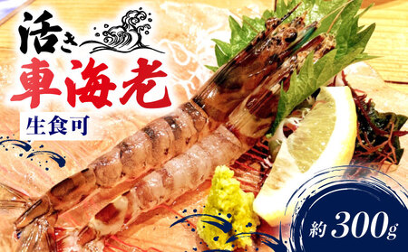 活車海老 約300g 指定日必須