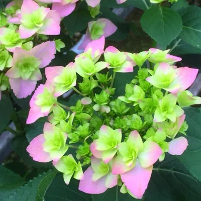【ふるさと納税】福岡県育種開発のあじさい【筑紫恋風】鉢植え　5.5号鉢【あじさい 花 鉢植え ガーデニング 福岡 筑前町 おすすめ ふるさと納税 送料無料 AE054】