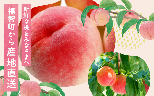 2026年発送 ハウス桃 さくひめ 約2kg 桃 もも モモ 福岡県 福智町産 さくひめ 果実 果物 くだもの フルーツ 産地直送 先行予約 送料無料 《 予約受付 》【2026年5月末～2026年6