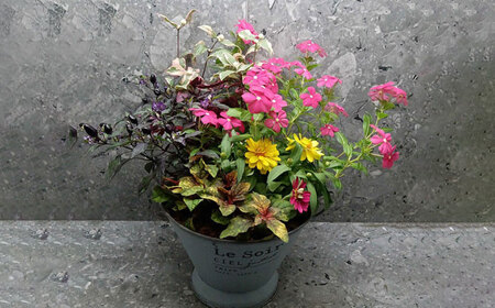 おまかせ 季節の寄せ植え プランター 1鉢 観葉植物 鉢植え 大村市 アトリウム琴花園[ACAB009]
