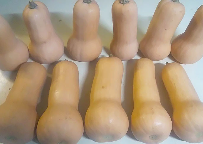 北海道産 お手頃バターナッツ かぼちゃ 約5kg