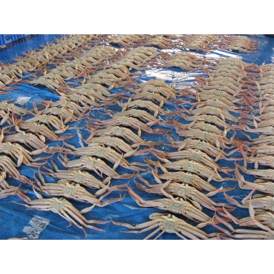 【さかなや新鮮組】鳥取県産 ブランドタグ付き 浜茹で 極上松葉ガニ(1.0kg以上) 1枚【配送不可地域：離島・北海道・沖縄県・東北・信越、北陸】