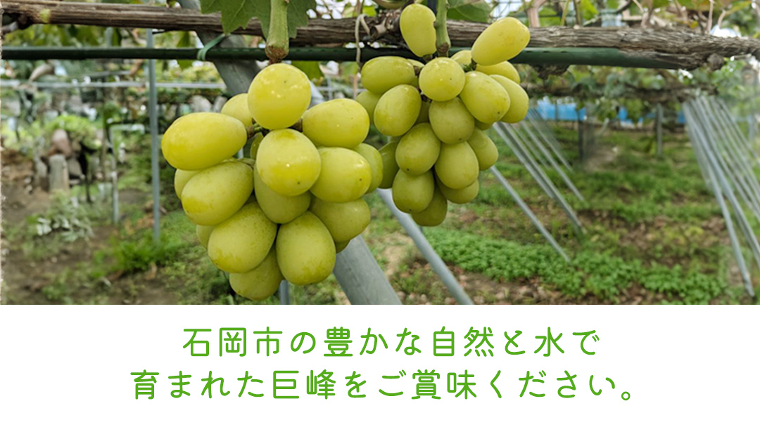 《 2026年 収穫分 》 シャインマスカット 750g～1kg 1房 (桜川市・石岡市共通返礼品) 先行予約 石田ぶどう園 国産 茨城県 桜川市 マスカット ぶどう ブドウ 葡萄 果物 くだもの フ