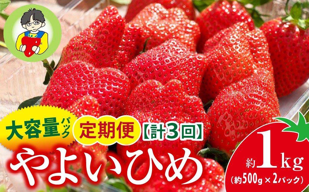 
                  いちご やよいひめ 500g × 2パック 1kg 計3回 定期便2月～4月 2027年 先行予約 | コク 甘み 朝採れ やよいひめ 贈答用 新鮮 完熟 いちご 旬 苺 ストロベリー 産地直送 果汁 あまい 人気 高評価 旨味 高糖度 ごほうび 定期便 あすかファーム 群馬県 前橋市
                
