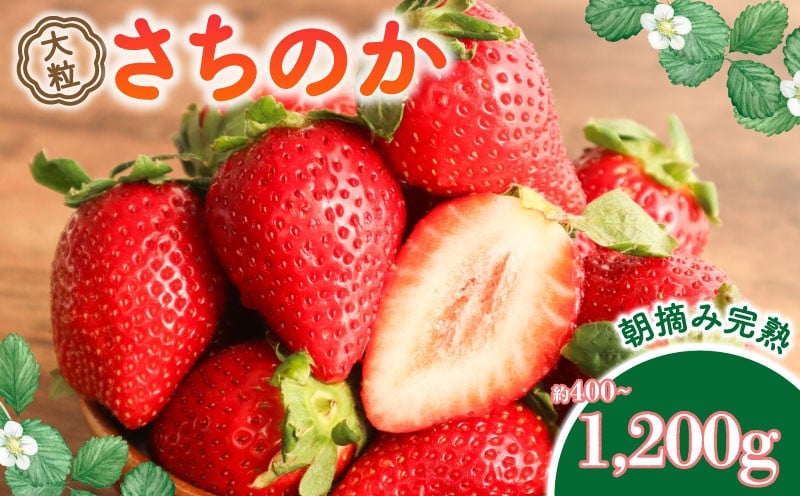 
                  【数量限定】苺 さちのか 400g～1.2㎏ 2026年 2月以降発送 さちのか 大粒 フルーツ 果物 スイーツ いちご 苺 イチゴ ichigo ICHIGO Strawberry ストロベリー 朝採り 大粒苺 千葉県 旭市 向後いちご園 kie
                