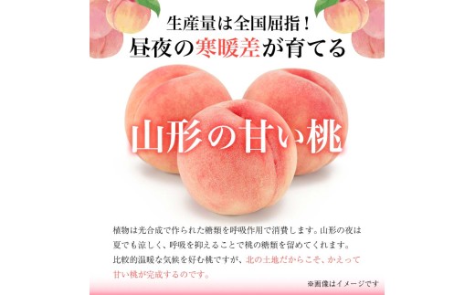 《先行予約 2026年度発送》【山形県産】白桃3kg(7～12玉)  もも モモ 桃 デザート フルーツ 果物 くだもの 果実 食品 山形県 FSY-2499