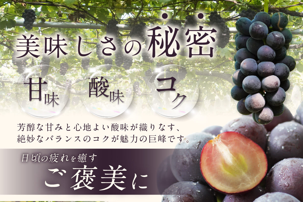 【先行予約】【2026年8月発送】東浦町産 種なし巨峰とシャインマスカット(約1kg)｜ぶどう 葡萄 ブドウ 巨峰 グレープ 種なし シャインマスカット マスカット 受領歴 贈答 贈り物 果物 新鮮 
