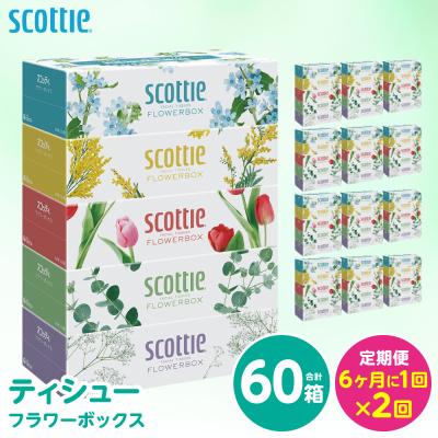 ふるさと納税 八代市 定期便2回・6ヶ月に1回お届け ティシュー ティッシュ 250組 60箱計120箱_186-6569