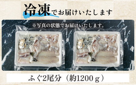 ＜先行予約＞【11月発送】 敦賀ふぐ 調理済セット 2尾分（約1200g）てっちりやしゃぶしゃぶなどに【海鮮 冷凍 鍋 なべ 唐揚げ 薄造り ふぐ鍋】[041-b001-11] 
