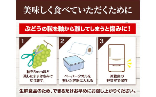 242.【先行予約】 岡山県産 訳あり つる付き シャインマスカット 3房 (530g以上)【配送不可地域あり】 《9月上旬-11月上旬頃に出荷予定(土日祝除く)》 岡山県 矢掛町 マスカット ぶどう
