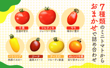 【先行予約】令和7年産《期間限定・数量限定》飛騨産 トマト ミニトマト カラフルキュートなミニトマトの詰め合わせたっぷり1.5kg！[Q216_25] syun106