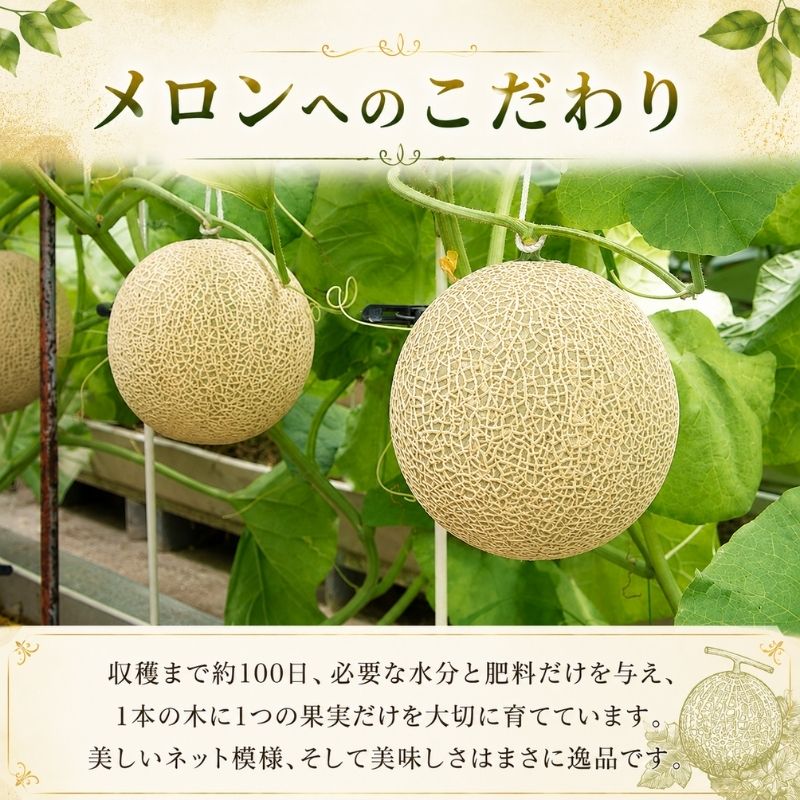 【2027年7月上旬より順次発送】静岡県浜松市産マスクメロン1.5kg×1個