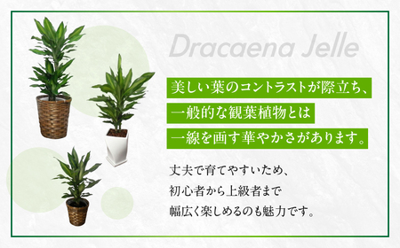 ジェレ 観葉植物 植物 7号鉢 ジェレ 人気 おしゃれ かわいい お手入れ 室内 大鉢 中型 インテリア リビング 玄関 寝室 キッチン オフィス プレゼント ギフト 新居 入居 インテリアグリーン