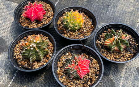 ギムノカリキウム ミハノビッチ 5株 Gymnocalycium mihanovichii 長与町/アグリューム[EAI224] 
