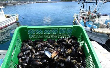 ケッツラゲーおじさんのムール貝 2kg しゅうり貝【沖縄県・離島配送不可　配送日指定不可】 YD-619