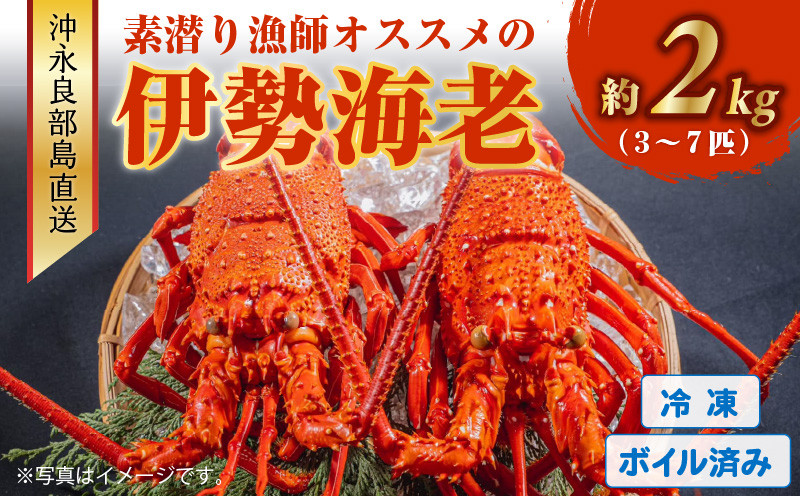 
沖永良部島直送！素潜り漁師オススメのボイル済み冷凍伊勢海老 約2kg（3～7匹）！　W030-012u
