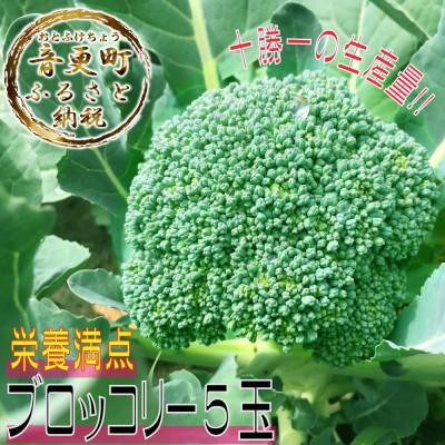 ふるさと納税 音更町 [先行受付]　北海道十勝産ブロッコリー5玉【B19】