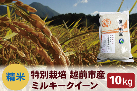 【令和8年度新米 精米】特別栽培 越前市産ミルキークイーン 10kg
