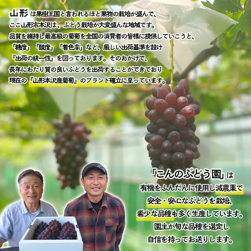 大人気！【こんのぶどう園】山形本沢産 高級ぶどう 3種食べくらべB 秀以上 約2kg 【令和8年産先行予約】FU22-338