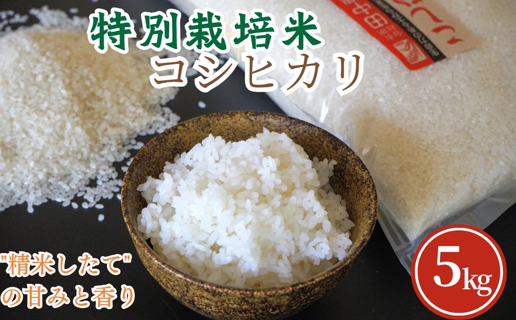 
            特別栽培米コシヒカリ5kg
          