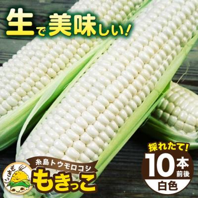 ふるさと納税 糸島市 糸島産 トウモロコシ「もきっこ」白(10本前後)糸島市/内田農業[AZH002]
