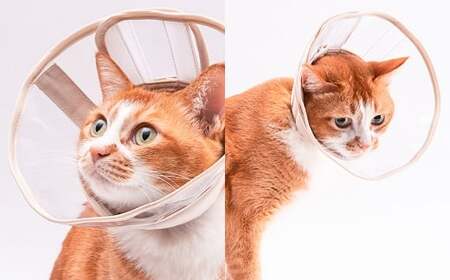 【Lサイズ】ぽぽねこ 軽くて柔らかい猫用エリザベスカラー 視界良好・ソフト・軽量タイプ「共通返礼品」 | 布製 防汚 撥水 撥油素材 エリザベスカラー ペット ペット用品 ねこ ネコ 茨城県 守谷市