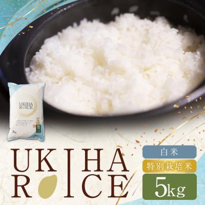 ふるさと納税 うきは市 UKIHA RICE 白米5kg(特別栽培米) 063-0148x1