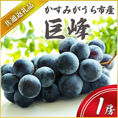 【ふるさと納税】【2025年7月より順次発送予定】巨峰　1房(県内共通返礼品:かすみがうら市産)【配送不可地域：離島・沖縄県】 (BR040)