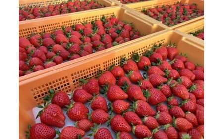 【いちご博総合大賞】やよいひめ 約800g※2026年1月上旬～4月下旬頃に順次発送予定