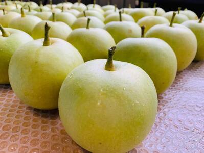 【2026年 先行予約】二十世紀梨 大玉5玉入り※常温発送｜鳥取 井上農園 梨 なし ナシ 青梨 果物 フルーツ 4L～5L【41085】