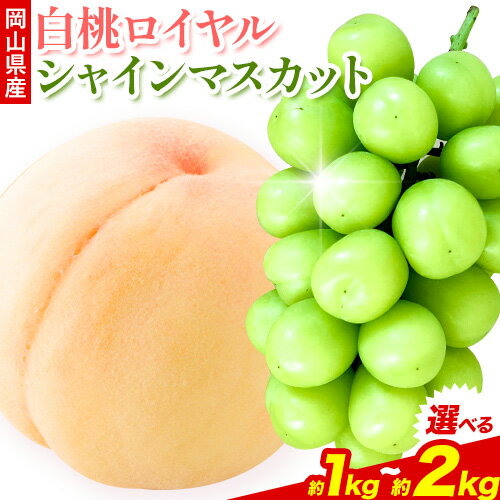 【ふるさと納税】フルーツ 岡山県産白桃ロイヤルとシャインマスカット 選べる内容量 約1kg（白桃2玉・シャインマスカット1房） 約2kg（白桃4玉～5玉・シャインマスカット2房） 株式会社あいたいよう 《6月中旬-8月上旬頃出荷》ふるさと納税 岡山県 備前市 果物 フルーツ 旬