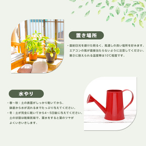 2026年4月上旬～発送【観葉植物】ザミオクルカス・ザミフォーリア 55cm～75cm(JAいぶすき/025-2021) 観葉植物 植物 グリーン 鉢 おしゃれ 大型 インテリア 室内 開店祝い 新築