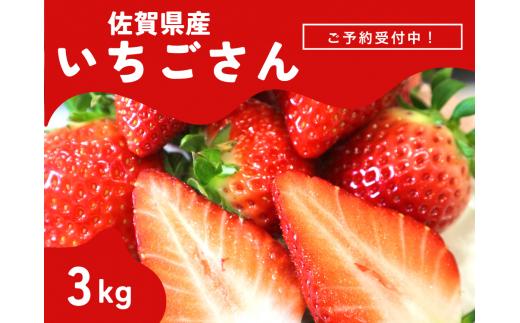 ＜先行予約受付中・令和7年2月以降順次発送＞濃厚苺”いちごさん” 3kg（A13722-04）