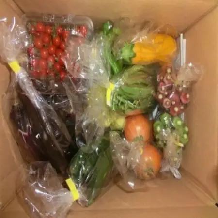 夏野菜セット 10種 Mサイズ 栽培期間中農薬不使用 岩手県 遠野市 遠野もぐもぐカントリー【配送不可地域：離島】【1634884】