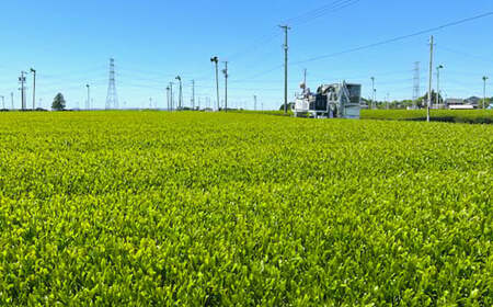【2個口】深蒸し菊川茶ペットボトル 350ml 48本入｜ お茶 茶 緑茶 深蒸し茶 菊川茶 ペットボトル 飲料 静岡県 菊川市 【2025年12月下旬迄順次発送予定】