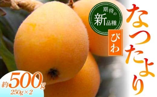 
            【先行予約 2026年5月～6月頃お届け】【香川県共通返礼品】なつたよりびわ 約500g 250g×2 びわ なつたより 大玉 柔らかい 香川県共通返礼品 食品 名産 四国 香川 F5J-1031
          