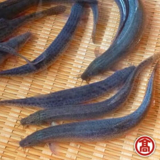 【ふるさと納税】どじょう 活魚 600g [高島屋選定品]【ドジョウ どじょう 生きたまま 600g 骨 やわらかい 活魚 食用 魚 美味しい 栄養 健康 食べやすい 新鮮 島根県 安来市】【15-B1-01】
