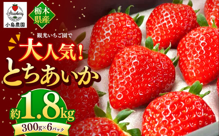 観光農園で大人気！とちあいか｜1800g 希少 柔らかい 果肉 大粒 ジューシー 果汁 いちご 苺 特産品 ストロベリー strawberry スイーツ お取り寄せ ご褒美 贈答用 プレゼント ご褒美 栃木県 真岡市