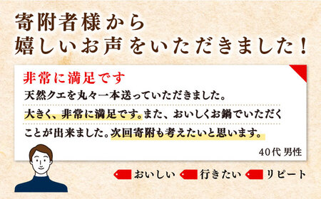 【季節限定9月～11月末】 天然 クエ 丸もの 1本 3～5kg（鍋・刺身 5～10人用） 《壱岐市》【丸和水産】[JCJ011] 100000 100000円 10万円